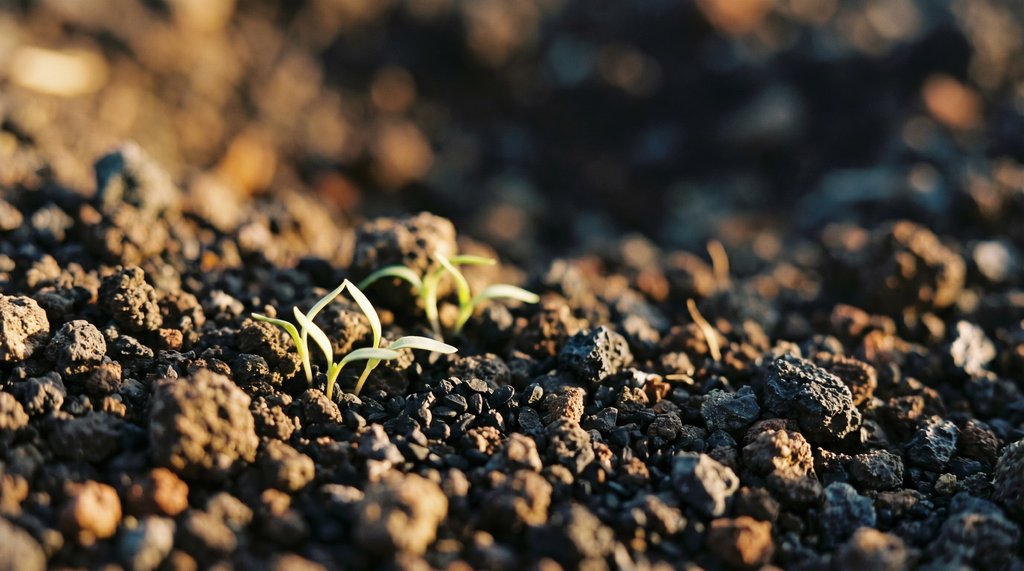 Macro close-up of dark volcanic soil with young Nigella sativa seedlings emerging in golden light