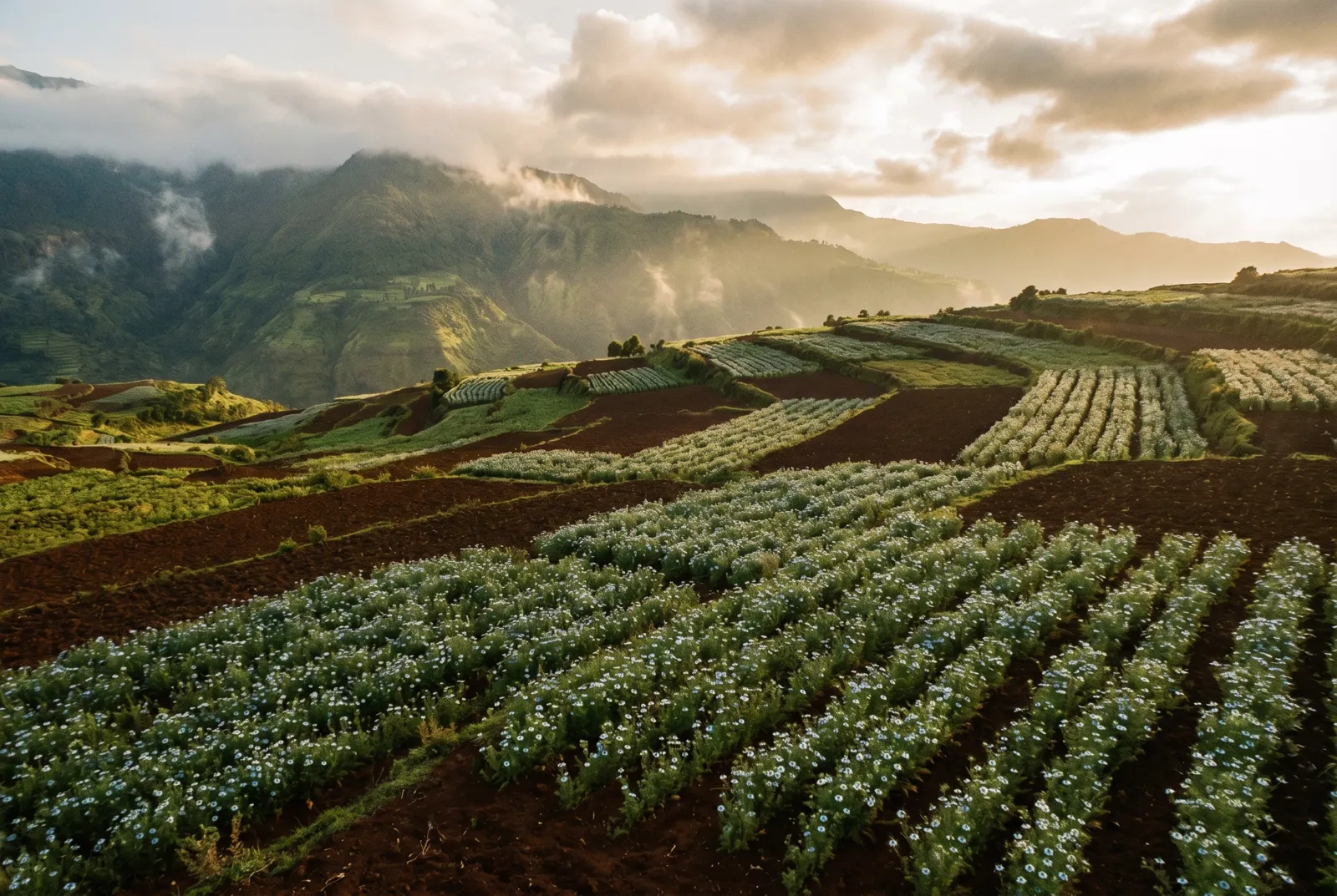 Rows of Nigella sativa flowering in cultivated highland fields, with mountains and morning mist behind