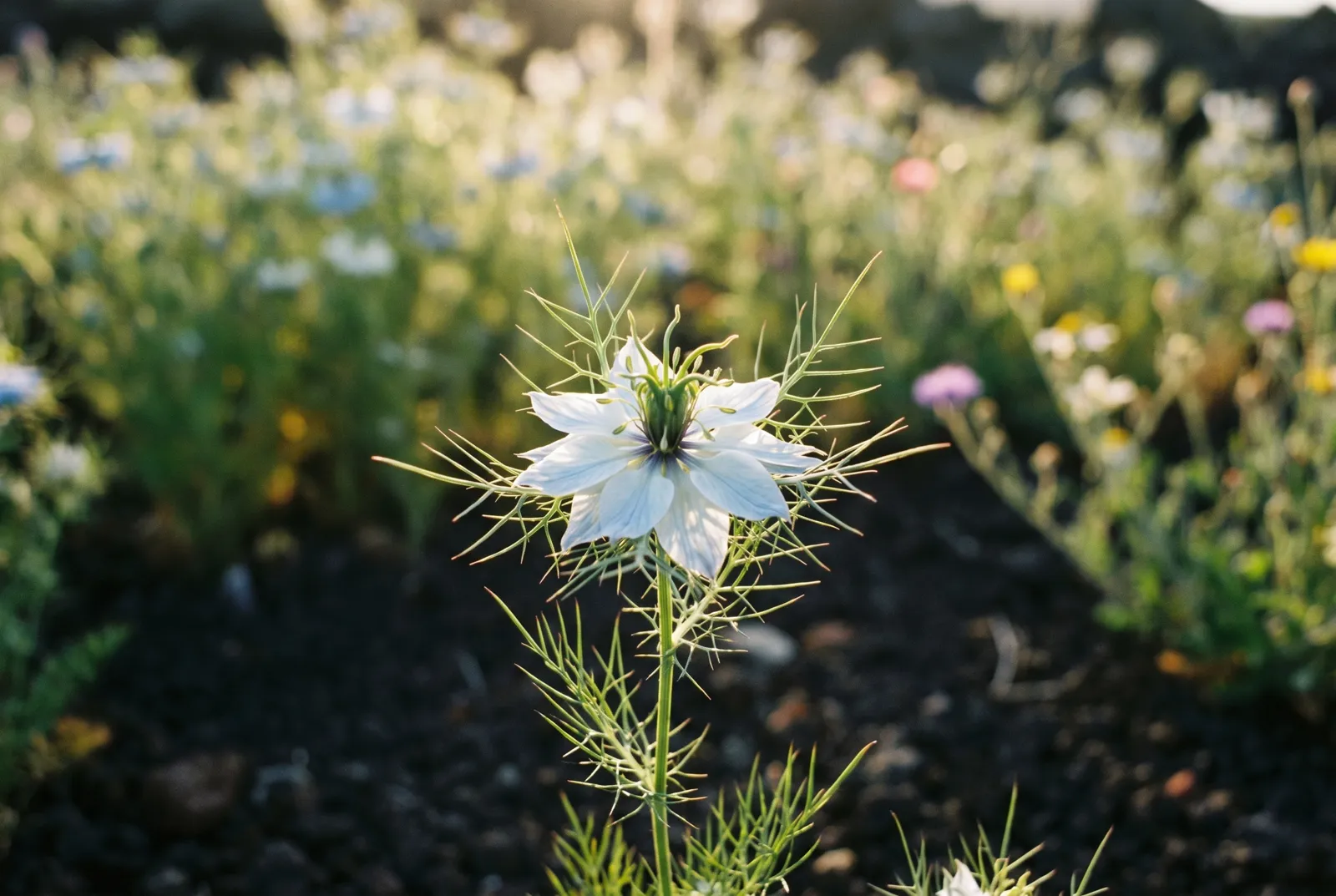 Close-up of a Nigella sativa flower in soft light — the seed at the center of the measurement question